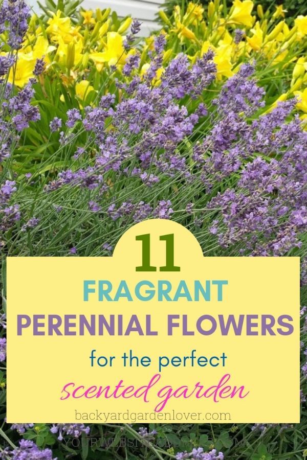 11 Fragrant Perennial Flowers For The Perfect Scented Garden -   24 outdoor garden spaces
 ideas