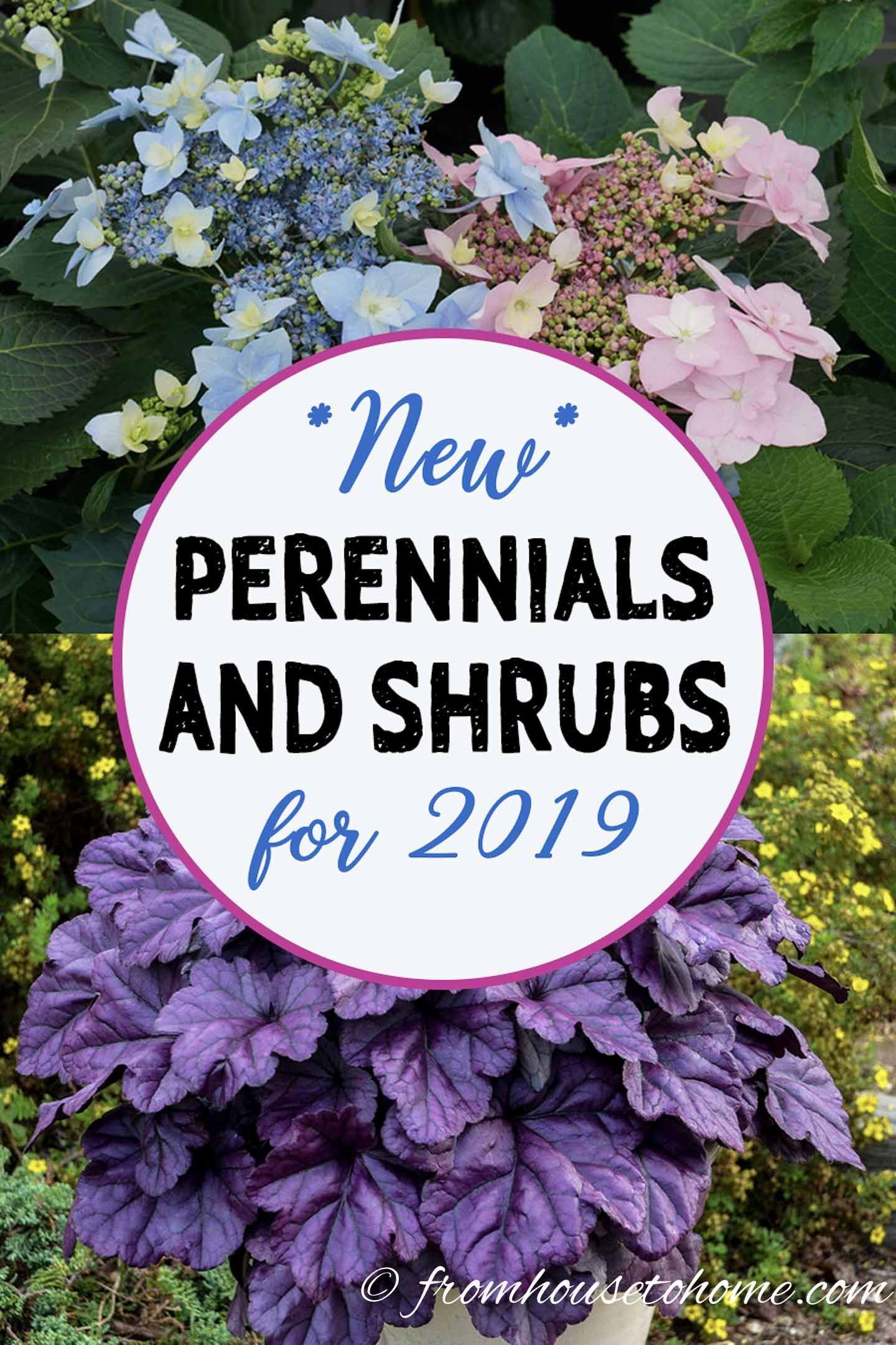 The Best New Perennials and Shrubs For 2019 -   24 outdoor garden spaces
 ideas