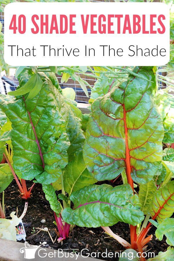 40 Versatile Vegetables That Grow in Shade -   24 outdoor garden spaces
 ideas