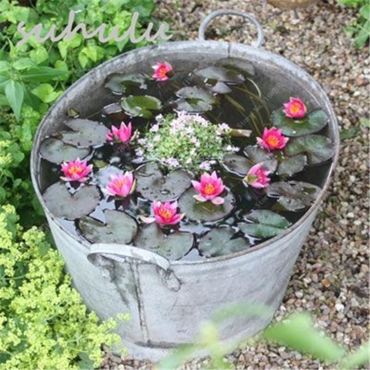 Lotus Seeds Mini 5pcs New Hyacinth Pond Water Lily Seeds Indoor Pots -   24 small courtyard garden
 ideas