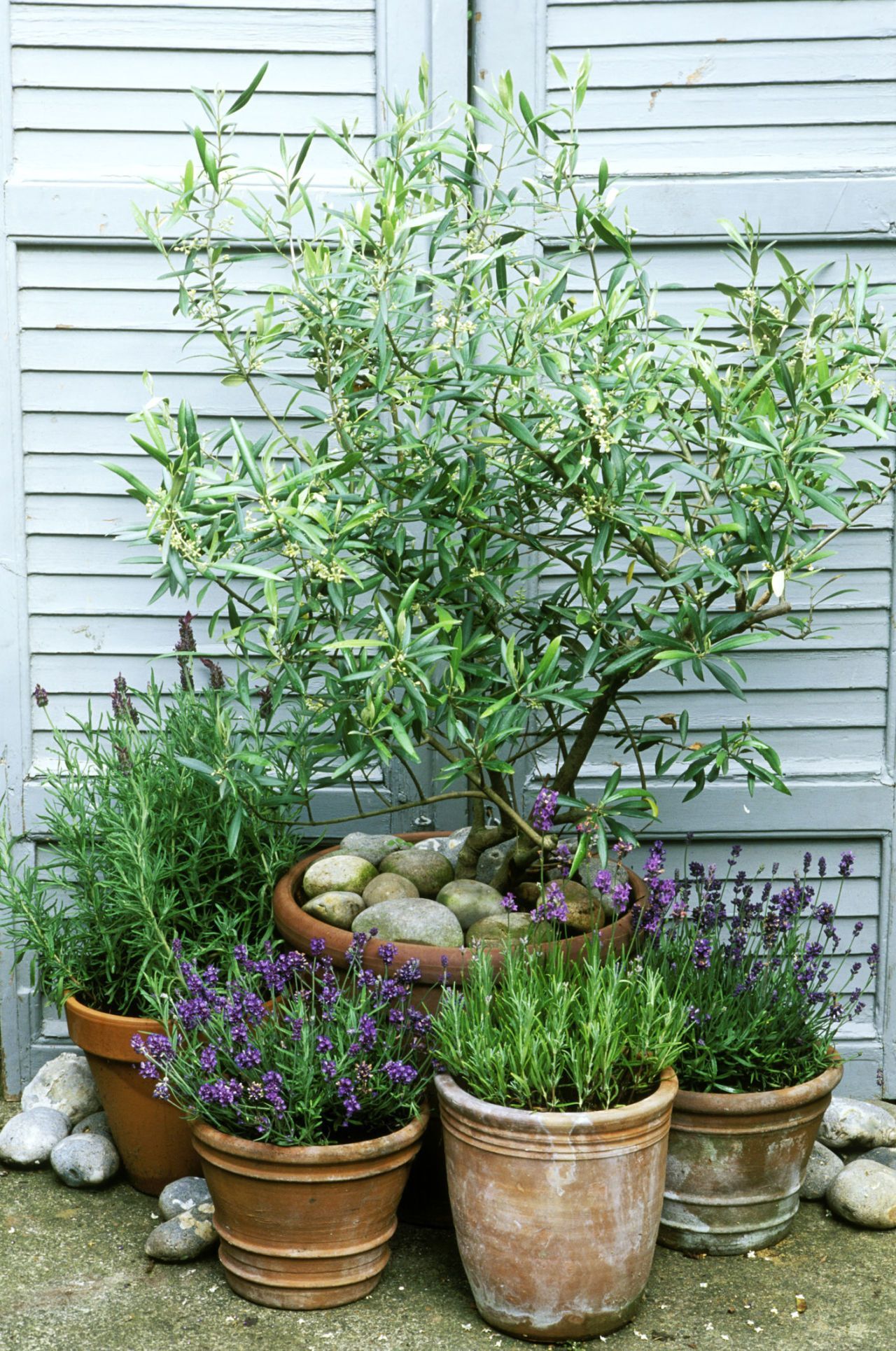 This is why you need olive trees in your home and garden -   24 small courtyard garden
 ideas