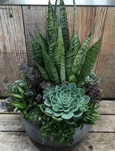 Top 5 Care Tips for Happy and Healthy Succulents -   25 flower garden house
 ideas