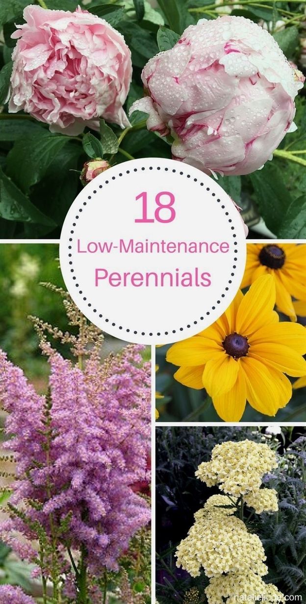 18 Low Maintenance Perennials -   25 flower garden house
 ideas