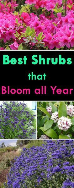 Best Shrubs that Bloom All Year -   25 flower garden house
 ideas