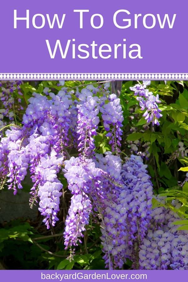 How To Grow Wisteria Without Overtaking Your Yard -   25 flower garden house
 ideas