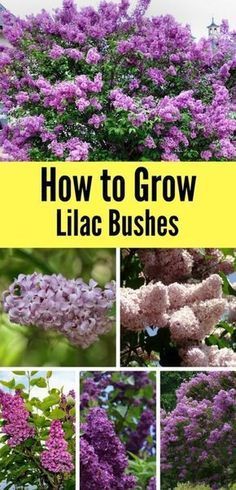 How To Grow Lilac Bushes -   25 flower garden house
 ideas