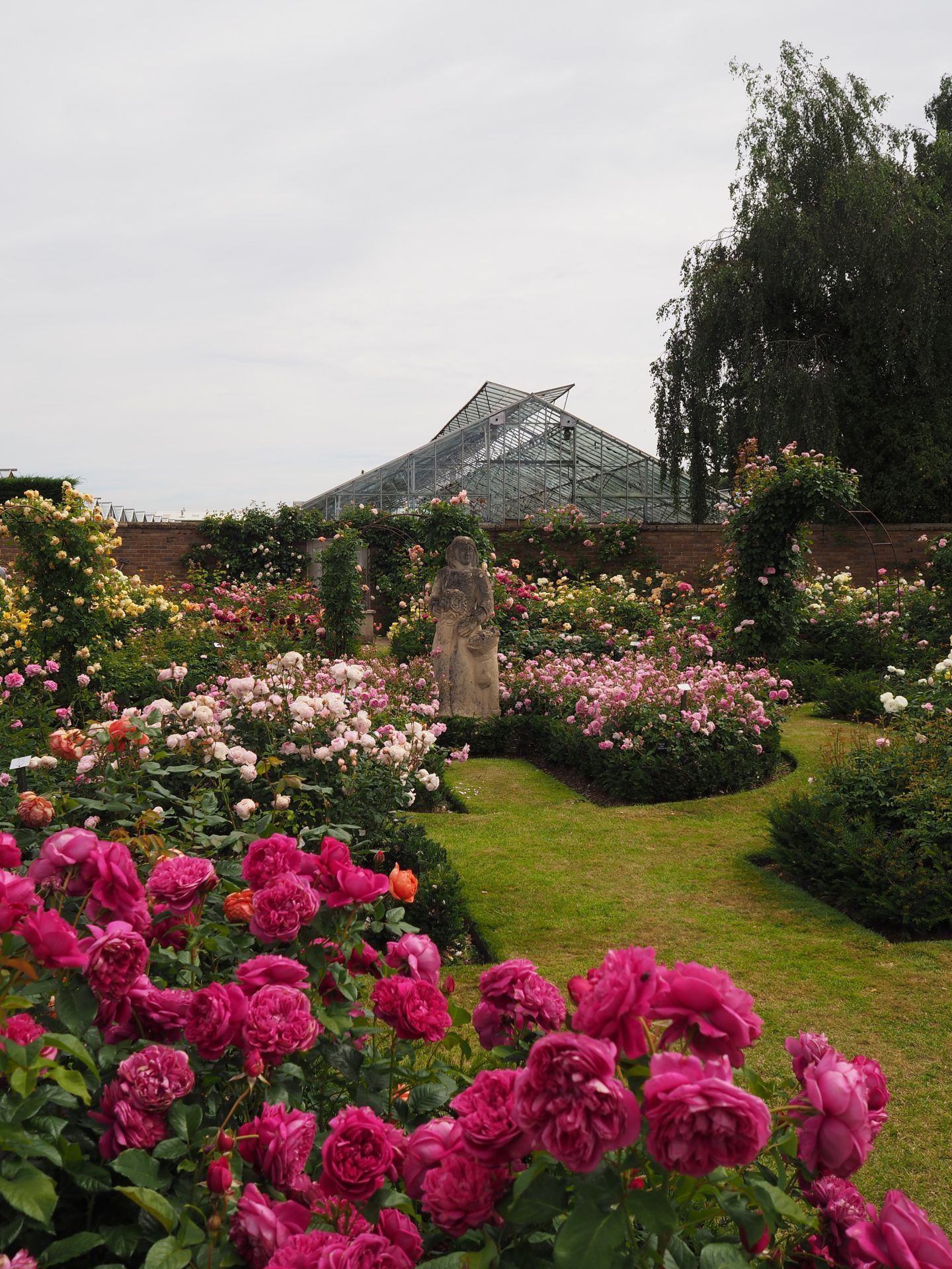 David Austin Rose Garden: English Rose Perfume Perfection -   11 english garden quotes
 ideas