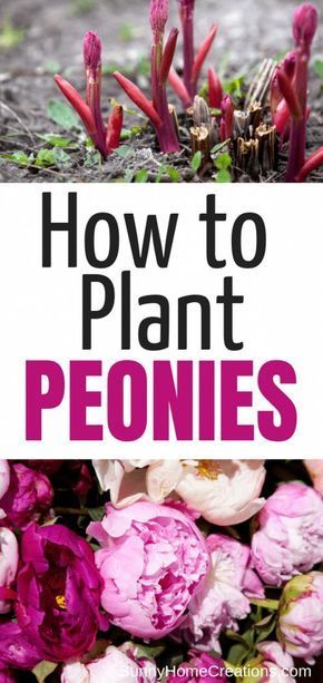 How to Grow Peonies -   21 flower garden landscape
 ideas