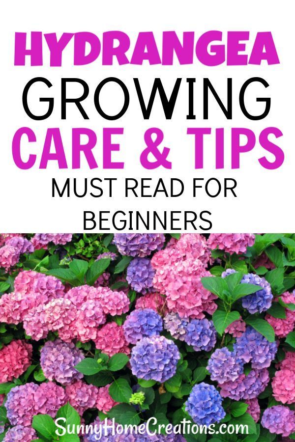 Hydrangea Care and Growing Tips -   21 flower garden landscape
 ideas