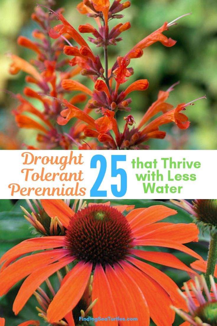 25 Drought Resistant Perennials -   21 flower garden landscape
 ideas