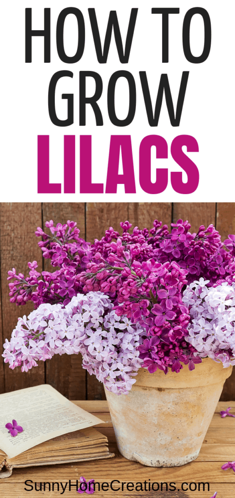 How to Grow Beautiful Lilacs Easily -   21 flower garden landscape
 ideas