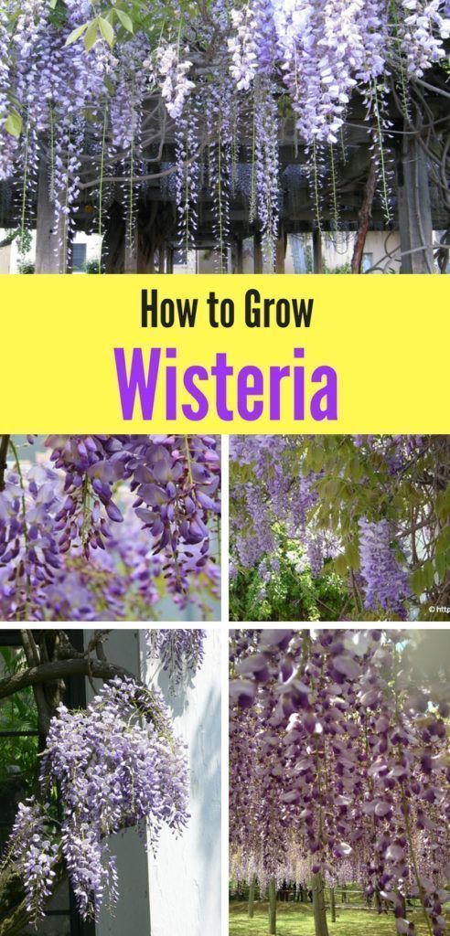 How to Plant and Care for Wisteria Vine -   21 flower garden landscape
 ideas