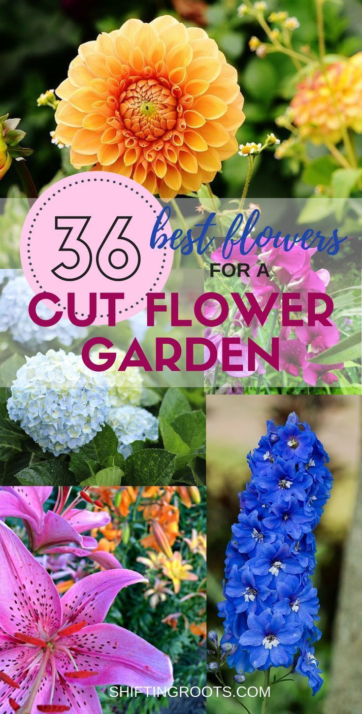 The 36 Best Cut Flowers to Feed Your Floral Arranging Habit All Summer Long -   21 flower garden landscape
 ideas
