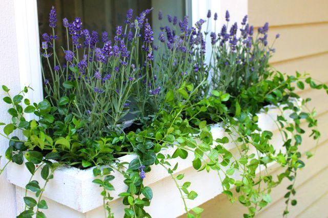 The Best Perennials to Plant in Window Boxes -   10 planting Room window
 ideas