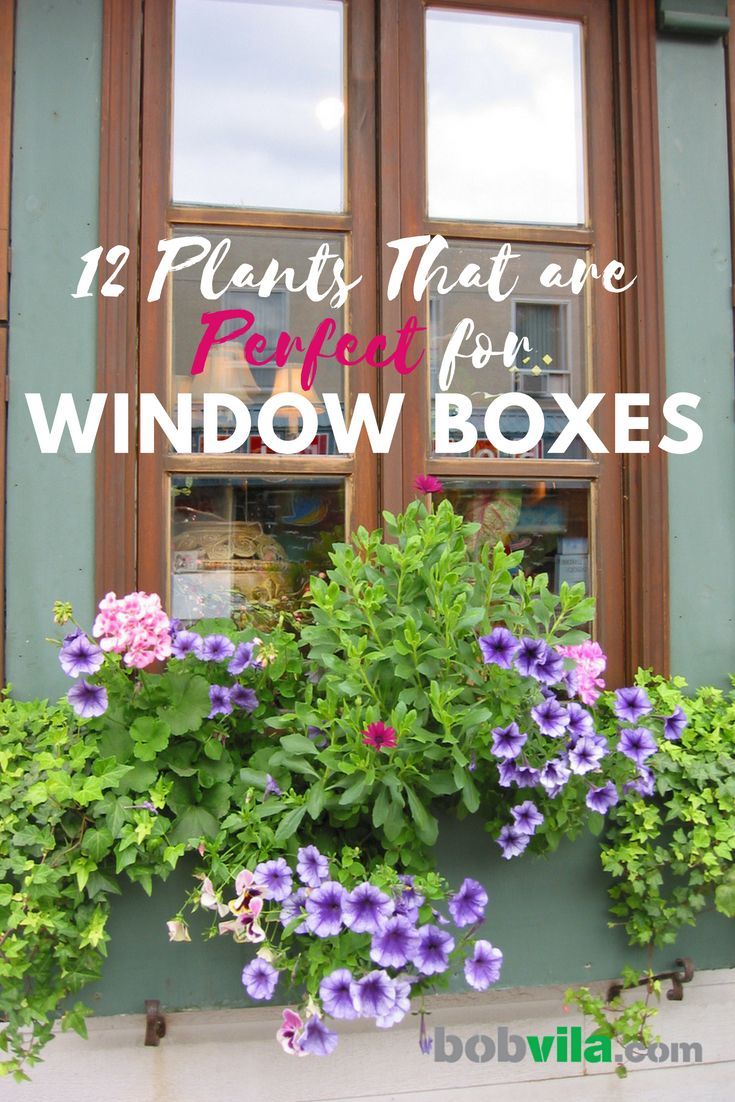 12 Plants That Are Perfect for Window Boxes -   10 planting Room window
 ideas