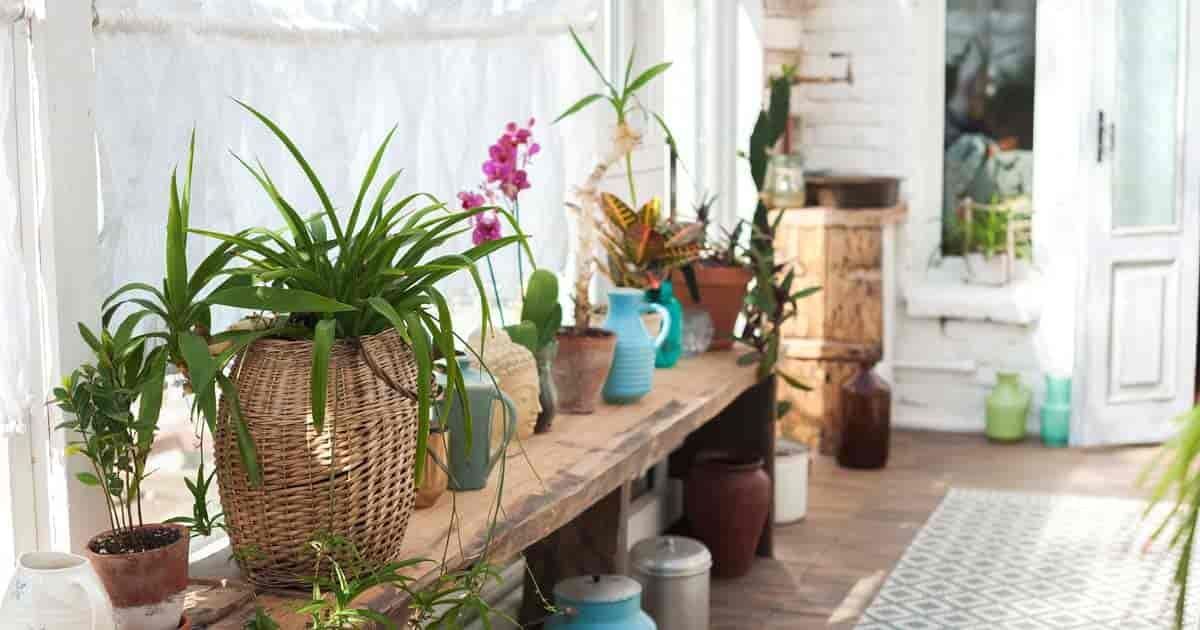 Tips For Choosing East and West Facing Window Plants -   10 planting Room window
 ideas