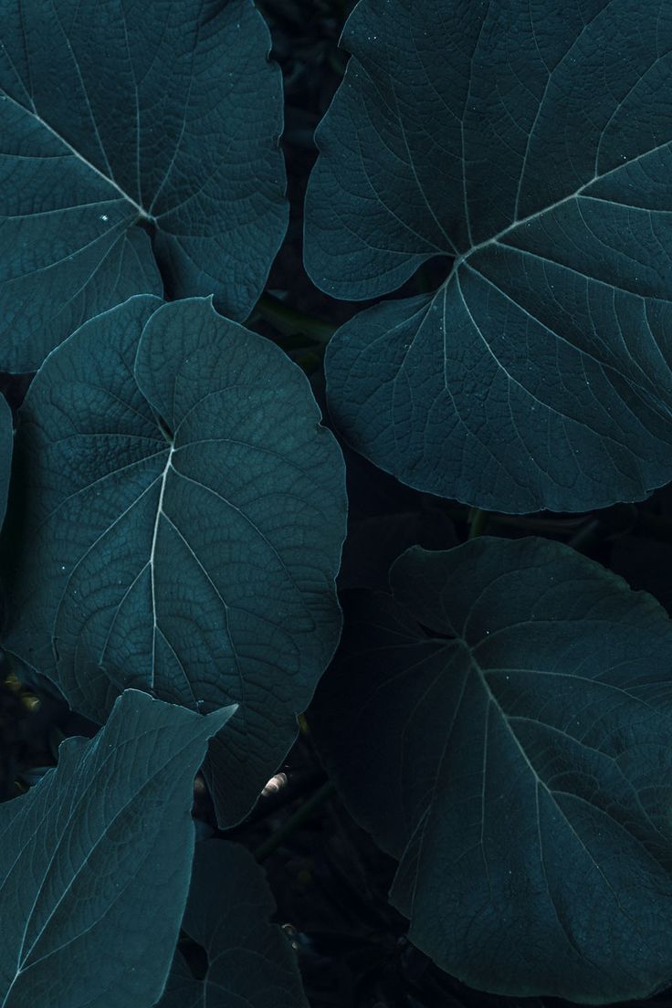 10 plants Texture photography
 ideas