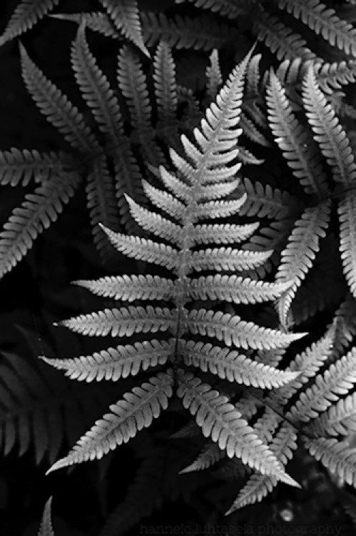 10 plants Texture photography
 ideas