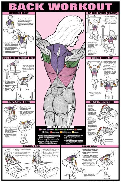 CO-ED Back Workout Professional Fitness Gym Wall Chart Poster - Fitnus Corp -   12 professional fitness pictures
 ideas
