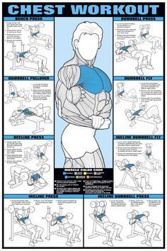 Chest Workout Wall Chart (Men's) Professional Fitness Poster - Fitnus Posters Inc -   12 professional fitness pictures
 ideas