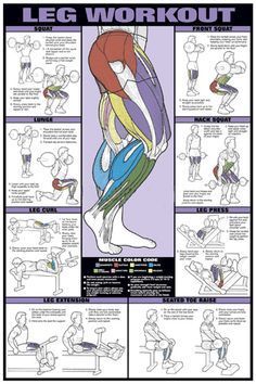 Leg Workout Professional Fitness Gym Wall Chart Poster - Fitnus Corp -   12 professional fitness pictures
 ideas
