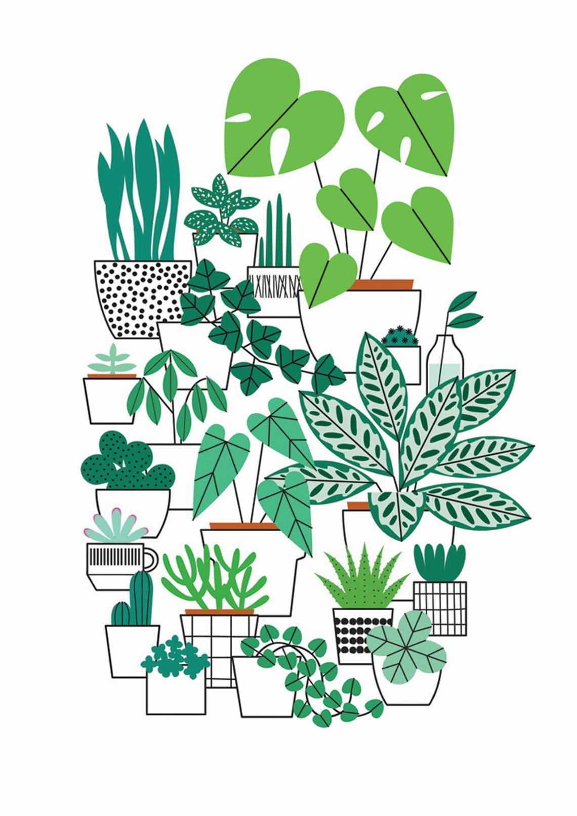 A3 Houseplants print -   13 plants Illustration beautiful
 ideas
