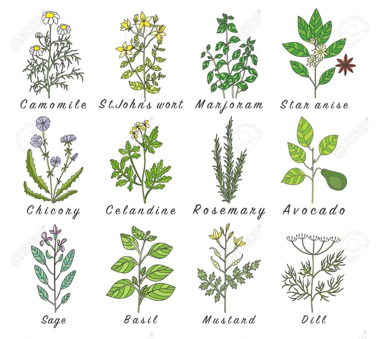 Set of spices, herbs and officinale plants icons. Healing plants -   13 plants Illustration beautiful
 ideas