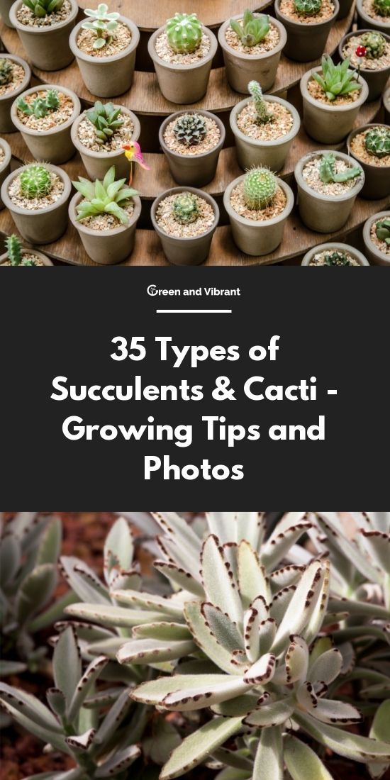 35 Types of Succulents & Cacti - Growing Tips and Photos -   15 planting succulents cactus
 ideas
