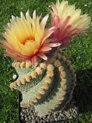 Succulent City - 100 Seeds - Rare Finds -   15 planting succulents cactus
 ideas