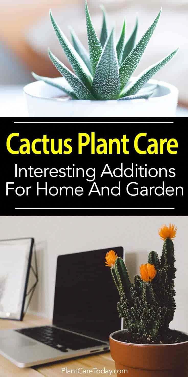 Easy Care Cactus Plants: Interesting Additions To Home And Garden -   15 planting succulents cactus
 ideas