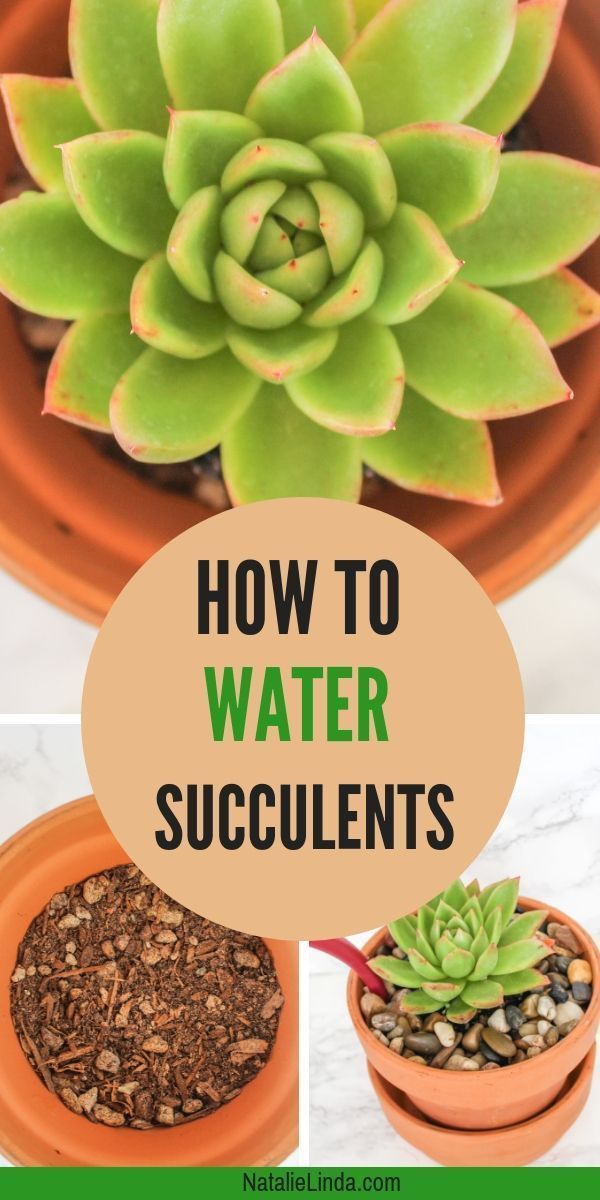 How to Water Succulents - the Right Way -   15 planting succulents cactus
 ideas