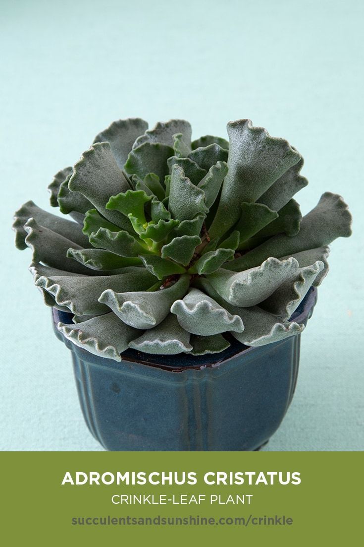 This small succulent grows well in the home or office. -   15 planting succulents cactus
 ideas