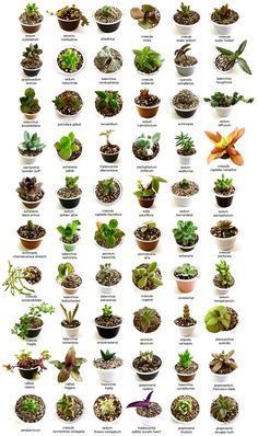 25 Types of Succulents & How to Grow It for Beginners -   15 planting succulents cactus
 ideas