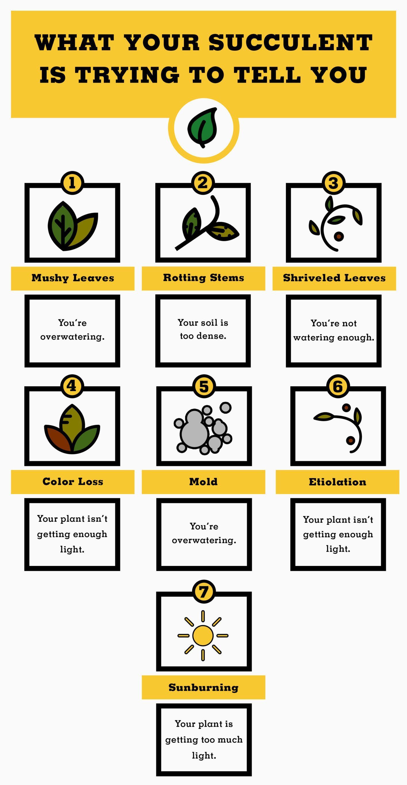 Everything You Need to Know About Growing Succulents -   15 planting succulents cactus
 ideas