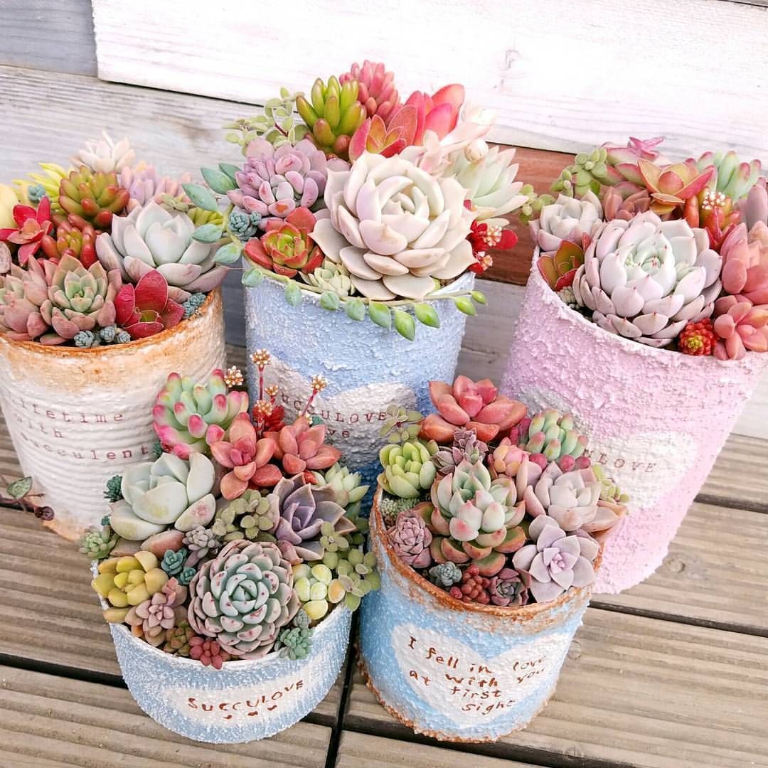 23 Types of Succulents & How to Care It for Beginners -   15 planting succulents cactus
 ideas