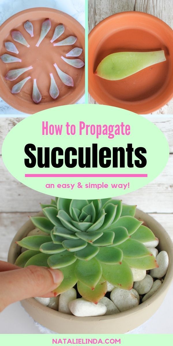 How to Propagate Succulents from Leaves -   15 planting succulents cactus
 ideas
