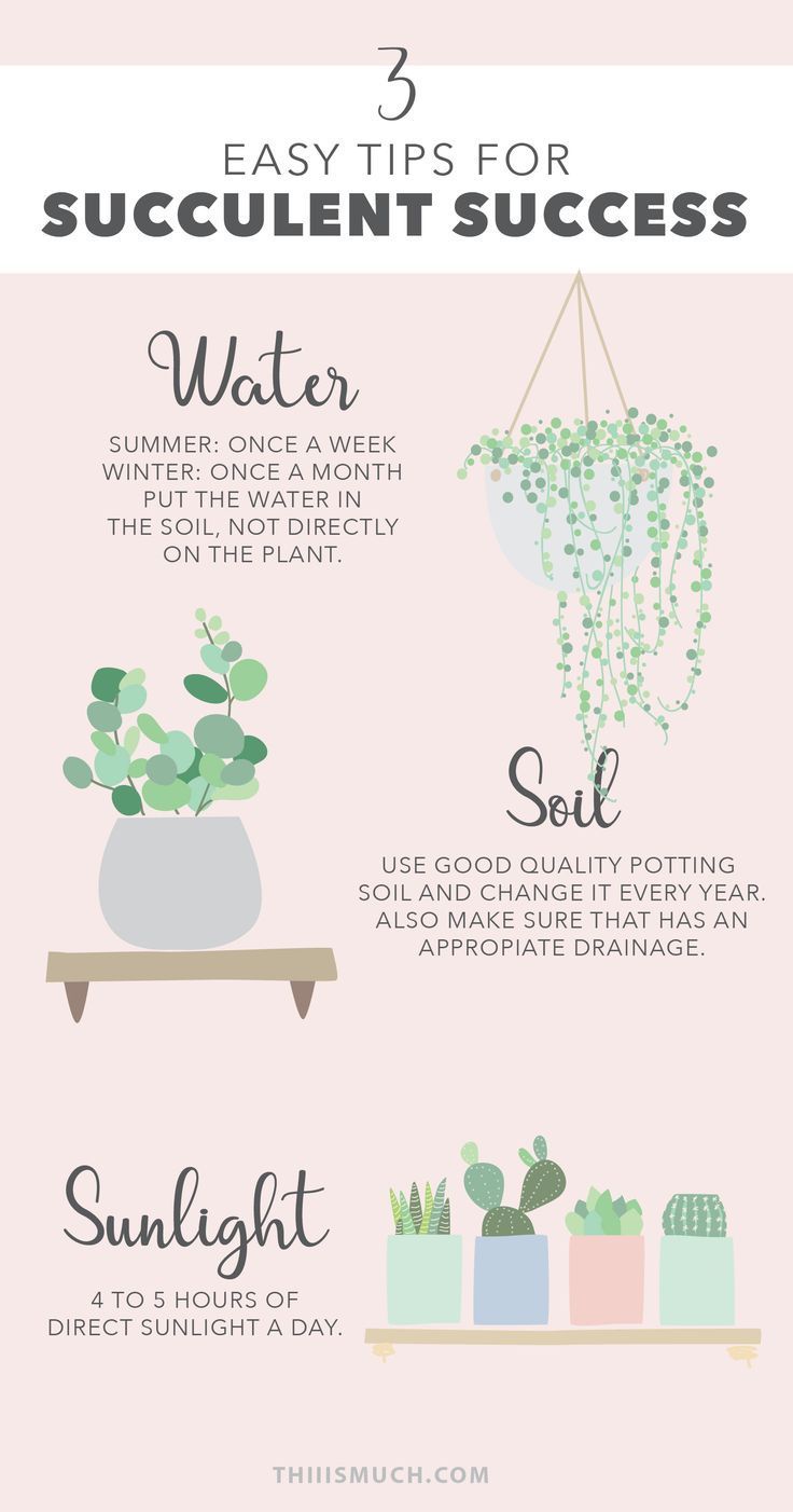 3 Easy Tips For Succulent Success -   15 planting succulents cactus
 ideas