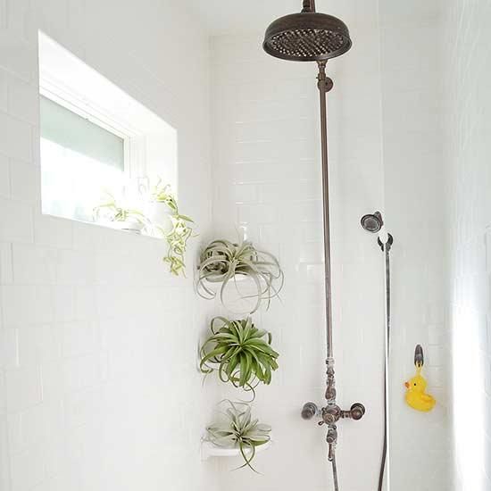 11 Plants That Will Actually Thrive in Your Bathroom -   18 plants Bathroom offices
 ideas