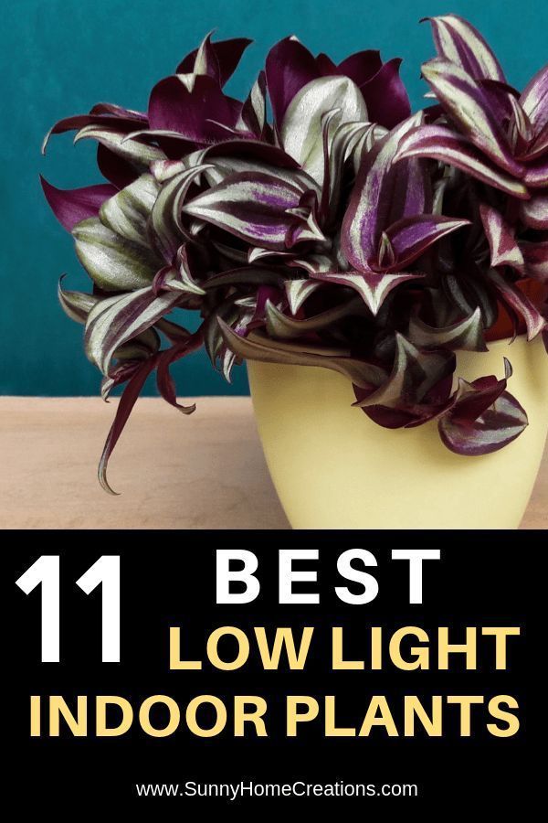11 Best Low Light Indoor Plants for Your Home -   18 plants Bathroom offices
 ideas