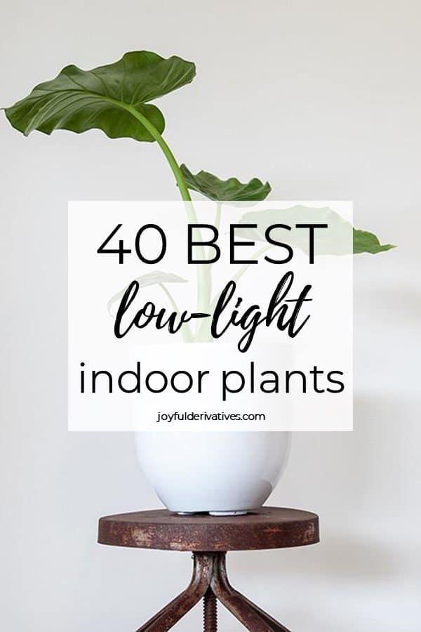 40 Best Indoor Plants that Don't Need Sunlight -   18 plants Bathroom offices
 ideas