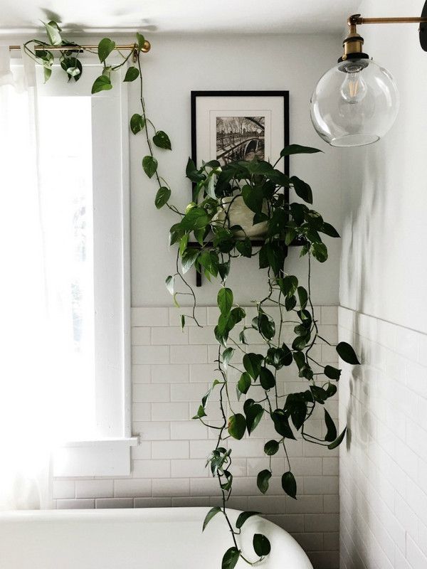 Indoor Plant Ideas - Vertical Garden, Hanging Displays -   18 plants Bathroom offices
 ideas