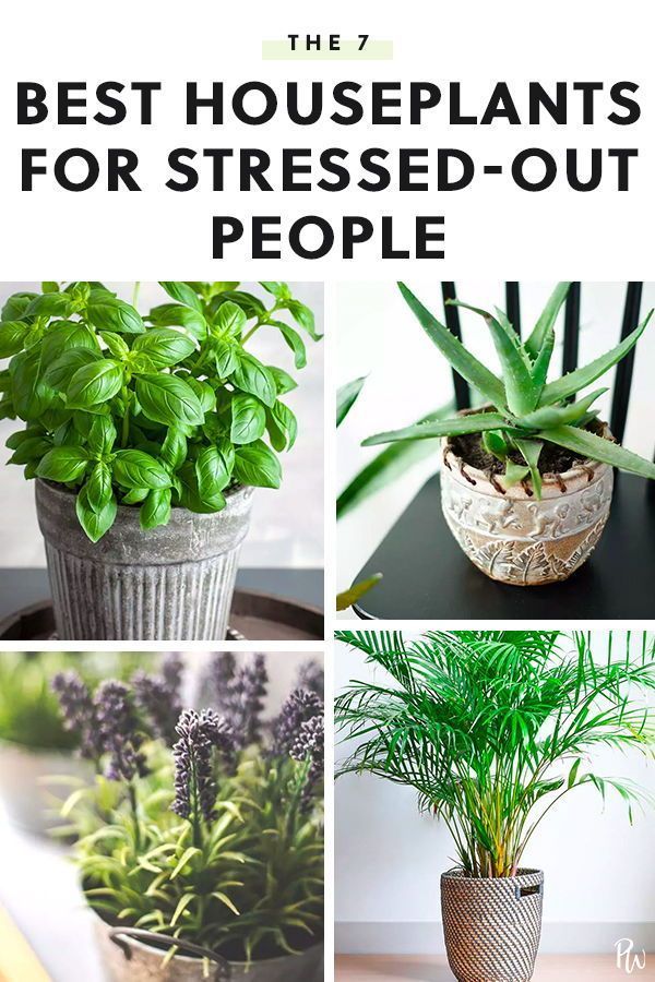 The 7 Best Houseplants for Stressed-Out People -   18 plants Bathroom offices
 ideas