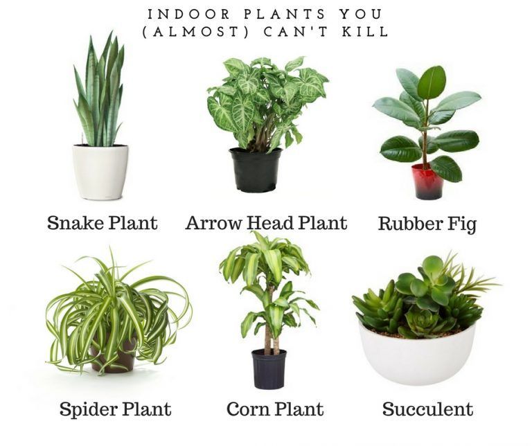 The Best Indoor Plants For Lazy People -   18 plants Bathroom offices
 ideas