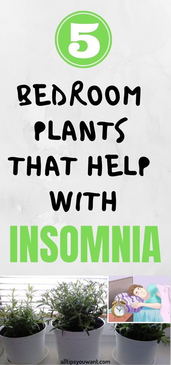 5 BEDROOM PLANTS THAT HELP WITH INSOMNIA -   19 plants Beautiful green
 ideas