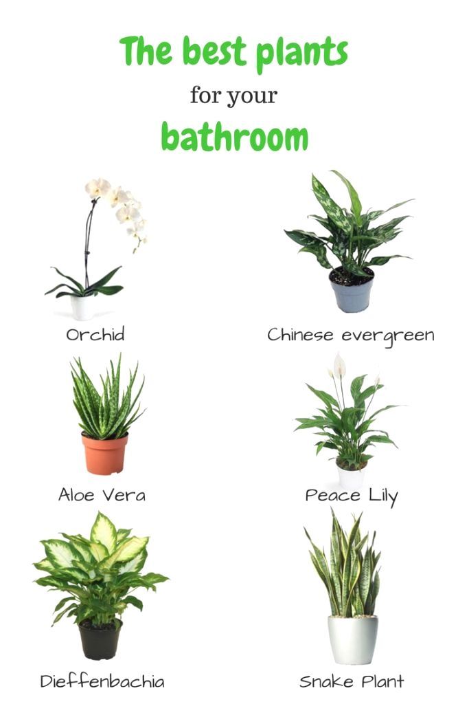 The best plants for your bathroom -   19 plants Beautiful green
 ideas
