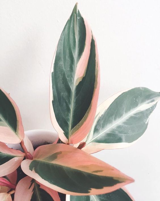 The 15 best indoor plants for minimalist homes -   19 plants Beautiful green
 ideas