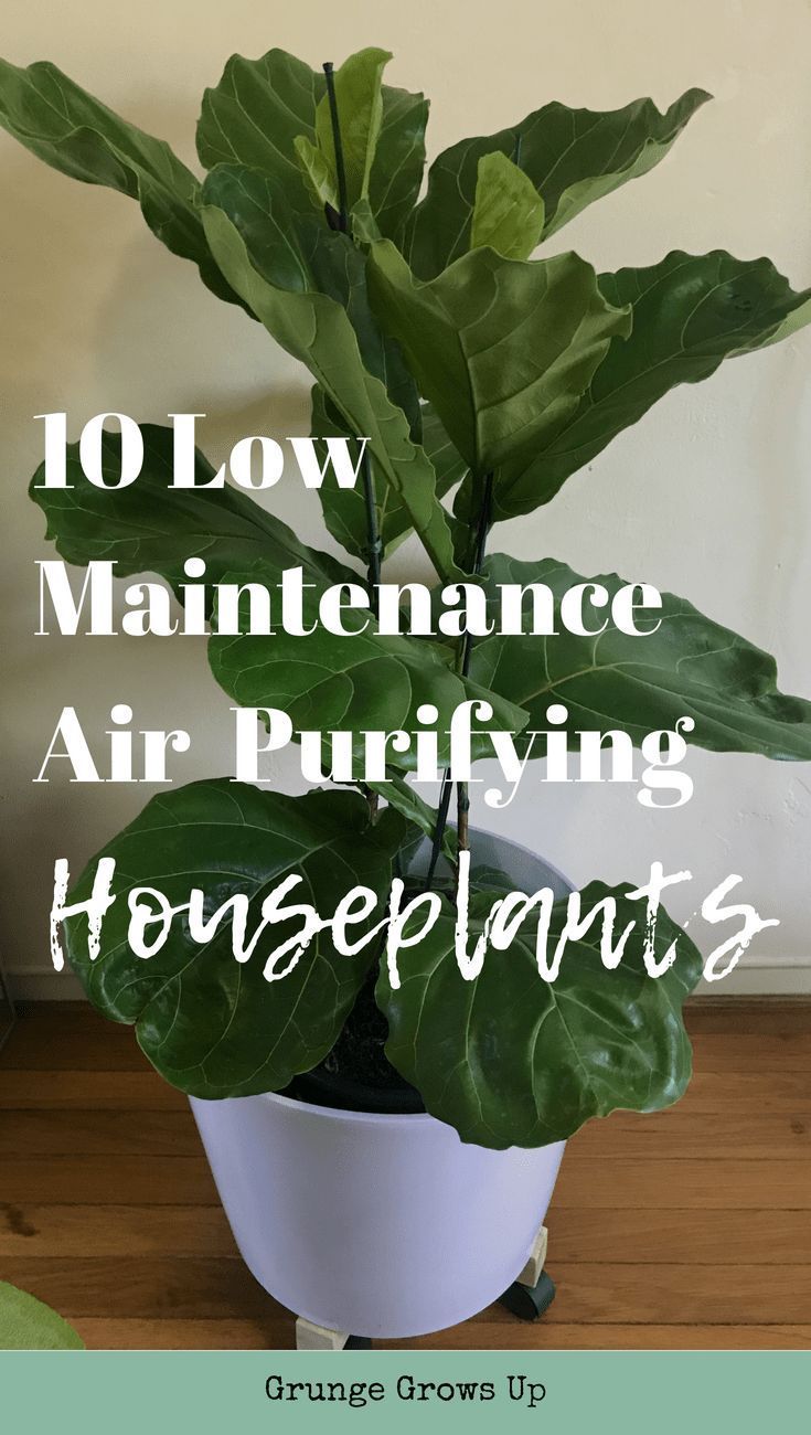 Low Maintenance Air Purifying House Plants -   19 plants Beautiful green
 ideas
