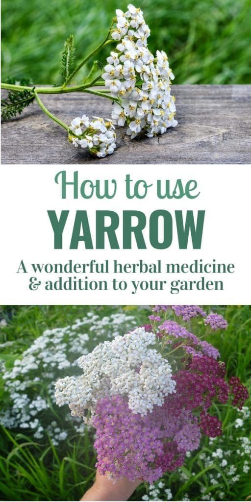 Yarrow Uses ~ Why to Know this Amazing Plant! -   19 plants Beautiful green
 ideas