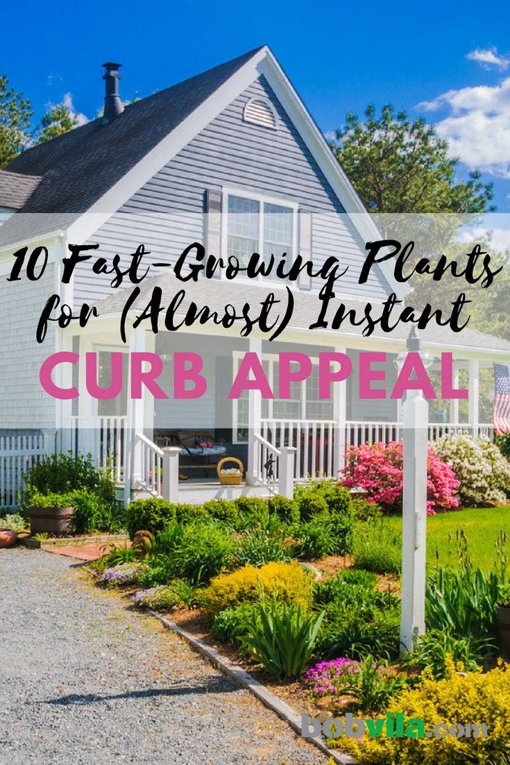 10 Fast-Growing Plants for (Almost) Instant Curb Appeal -   19 plants Patio curb appeal
 ideas