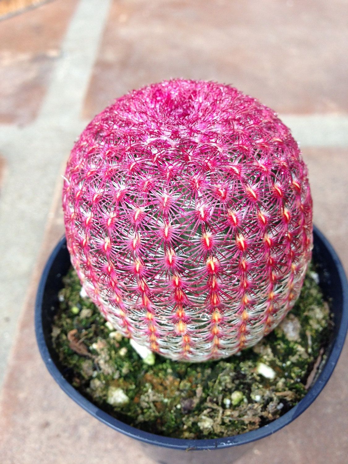 Cactus Plant - Medium Rainbow Hedgehog Cactus -   21 planting Cactus fun
 ideas